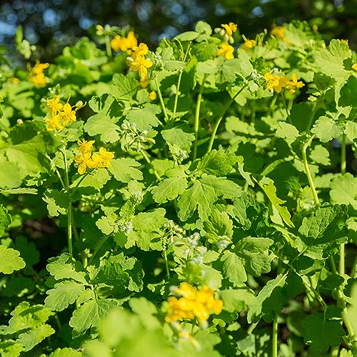 300 Stücke Schöllkraut Samen Kaufen, Heilkräuter Samen Geschenke Für Gartenliebhaber (Chelidonium Majus) Indoor Kräutergarten Garten Geschenke Für Frauen Gartendeko Für Draußen Exotische von Generic