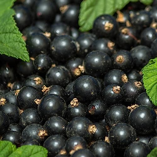 300 Stücke stachelbeere samen, johannisbeeren pflanzen winterhart, johannisbeeren baum, (gooseberry) baumschutz winter, zimmerpflanze deko obst, exotische samen obst, bonsai samen von Generic