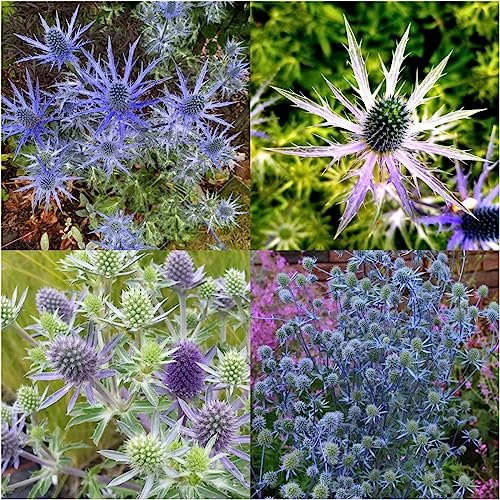 300 pcs blaue Edeldistel samen - gartensamen pflanzenkübel,Eryngium planum, blumensamen gastgeschenk zimmerpflanze saat winterharte stauden deko büro blumenwiese gartenblumen mehrjährig von Generic