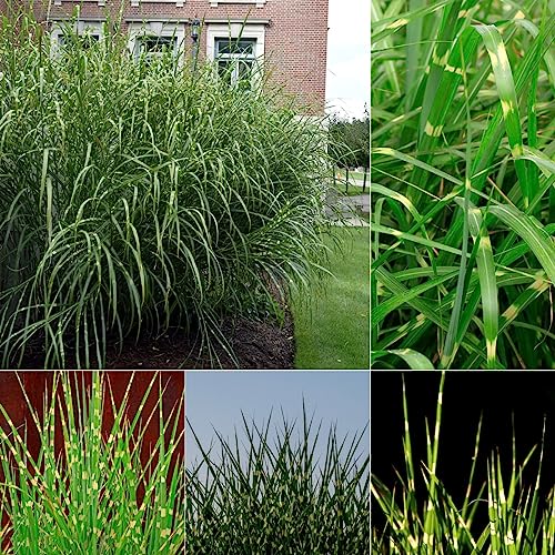 300 pcs zebragras samen - seed dachbegrünung winterharte stauden,Miscanthus sinensis,Ziergras topfpflanzen draußen winterhart zimmerpflanzen wenig lichtbedarf deko wohnzimmer modern von Generic