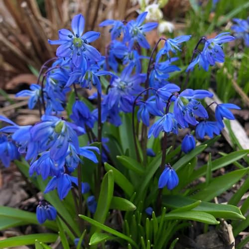 35 pcs blausternchen samen, sibirischer blaustern, blumen für balkon, winterharte pflanzen für garten (Scilla siberica) blumen garten, winterharte balkonpflanzen topfpflanzen für draußen, von Generic