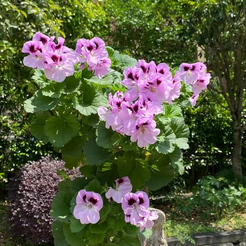 350 pcs geranien samen hängend mehrjährig, Geranie, blumen balkon, bonsai samen geranien pflanzen echt (Pelargonium hortorum) blumensamen, garten bienenweide saatgut, pflanzen garten von Generic