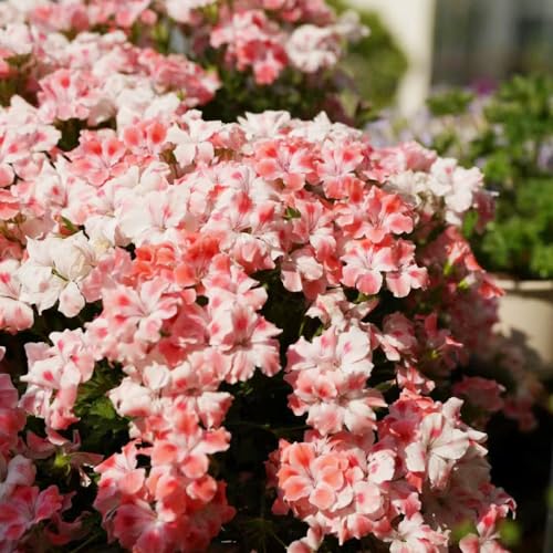 350 pcs geranien samen mehrjährig, balkonpflanzen winterhart winterharte balkonpflanzen Pelargonium hortorum, bonsai samen blumendeko bienenfreundliche blumensamen wildblumensamen von Generic