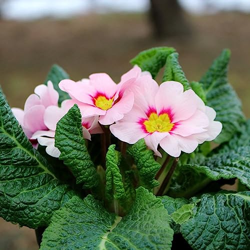 350 pcs primeln saatgut bio samen - dekoration wohnzimmer bienen wiese primel,Primula malacoides, wildblumensamen wildblumen hochbeet balkon blumenwiese samen mehrjährig winterhart von Generic