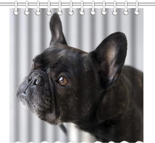 3D Duschvorhang 180x200 Französische Bulldogge Duschvorhang Hund Bad Vorhang Antischimmel Wasserdicht Duschvorhänge Textil Polyester für Badezimmer Badewannen mit 12 Haken a3469 3D Duschvorhang 180x200 Französische Bulldogge Duschvorhang Hund Bad Vorhang Antischimmel Wasserdicht Duschvorhänge Textil Polyester für Badezimmer Badewannen mit 12 Haken a3469 von Generic