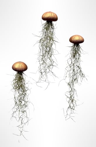 Tillandsien Luftpflanzen 3er Set – Quallenpflanzen mit bronzefarbenen Seeigeln – Echt & pflegeleicht – Bromeliengewächse mit Spanischem Moos – Halterung für Zuhause – Trendyairplants von Generic
