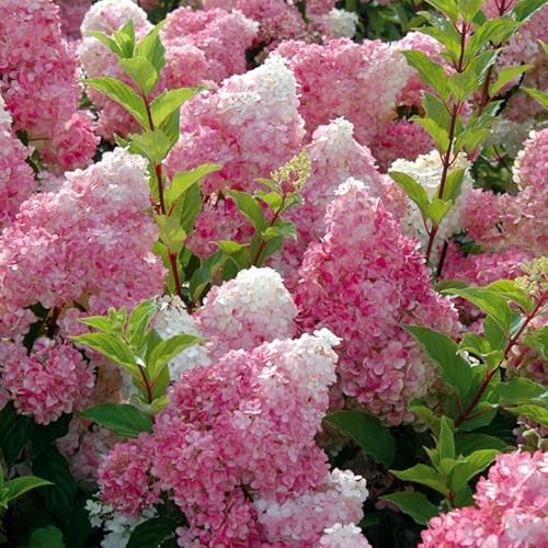 Rispenhortensie 'Vanilla Fraise'® - Hydrangea paniculata 'Vanille Fraise'® - 40-50 cm Topf von Generic