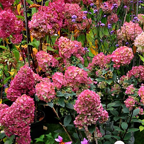 Rispenhortensie 'Wim's Red'® - Hydrangea paniculata 'Wim's Red'® - 40-50 cm Topf von Generic
