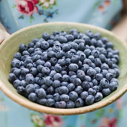 400 Stücke Wilde Heidelbeeren Samen Bio, Blaubeeren Samen, Obst Exotische Samen （Vaccinium) Obst Samen, Gewächshaus Balkon Baum Samen, Zimmerpflanzen Samen Baumsamen, Exotische Pflanzen von Generic