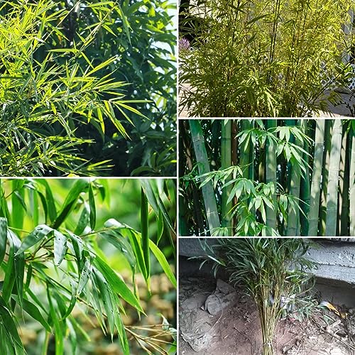 400 pcs bambus samen kaufen - bäume kaufen nachhaltigkeit geschenke,Fargesia spathacea, steingartenpflanzen winterhart kübelpflanzen winterhart mehrjährig bonsai bäumchen kaufen saatgut von Generic