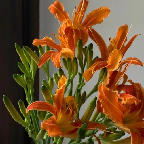 400 pcs taglilien winterhart samen - wildblumensamen, balkon taglilie pflanze kaufen - Hemerocallis Fulva - samen geschenk, blumengarten schnittblumen samen, zimmerpflanzen samen blüten, von Generic