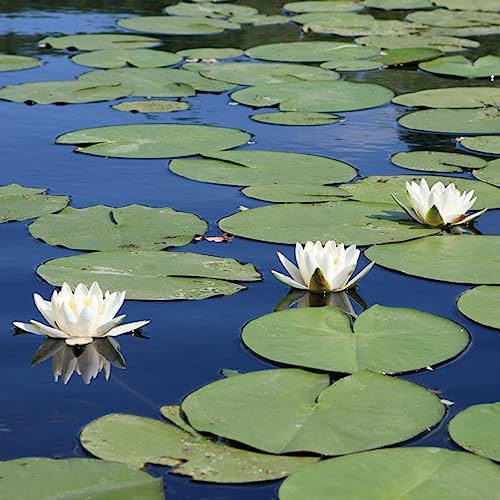 5 pcs Lotus Samen Winterhart - Nymphaea - Teichpflanzen Teich Dekoration Blumenbeet, Steingartenpflanzen Winterhart Seerose Miniteich Blumen Samen Mehrjährige, Kübelpflanzen Blumensamen, von Generic