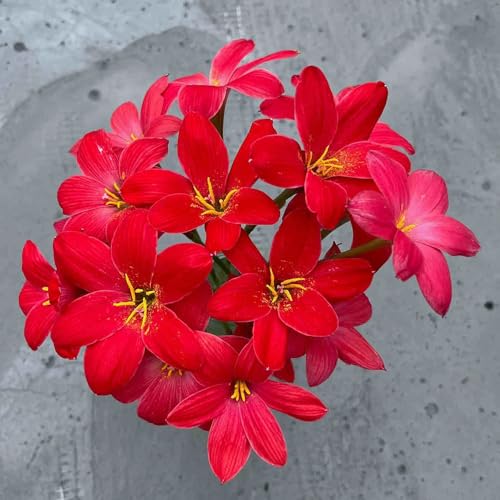 5 pcs Zephyranthes Candida Zwiebeln - Zephyranthes Zwiebeln, Blumenzwiebel Winterhart blumenzwiebeln winterhart blumen pflanzen zwiebelblumen GewäChshaus Balkon Blumendeko Knollen 5 pcs Zephyranthes Candida Zwiebeln - Zephyranthes Zwiebeln, Blumenzwiebel Winterhart blumenzwiebeln winterhart blumen pflanzen zwiebelblumen GewäChshaus Balkon Blumendeko Knollen von Generic