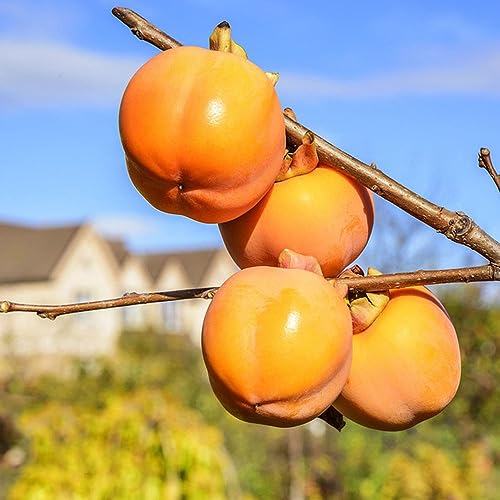 5 pcs kakibaum winterhart kaufen - kaki baum pflanze - bäume garten winterhart, säulenobstbäume (Diospyros kaki) obstbäume, obst frisch, säulenobst bonzai bäume, stauden winterhart von Generic