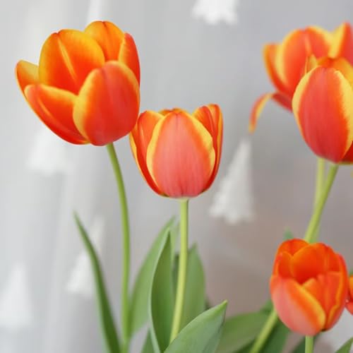5 pcs tulpenzwiebeln winterhart mehrjährig, Wildtulpen Zwiebeln, gartengeschenke, winterharte pflanzen tulip tulpenzwiebeln kaufen - Tulipa gesneriana - blumengarten zimmerpflanzen von Generic