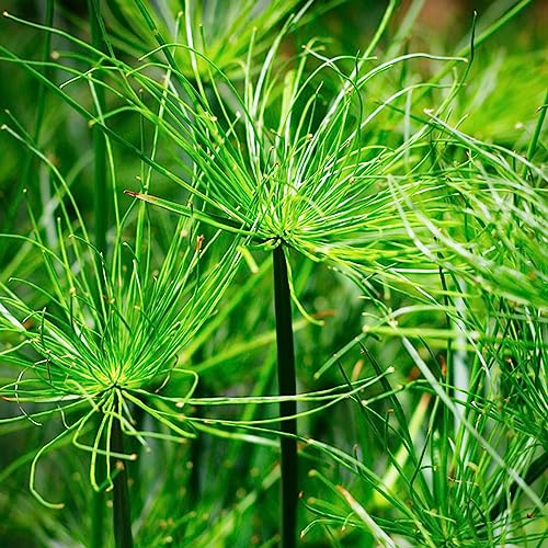 50 Pcs Cyperus Papyrus Pflanze Samen - Zypergras - Winterharte Pflanzen Für Garten Ziergräser Winterhart, Kletterpflanzen Winterhart Schnellwachsend Exotische Pflanzen, Bio Saatgut von Generic