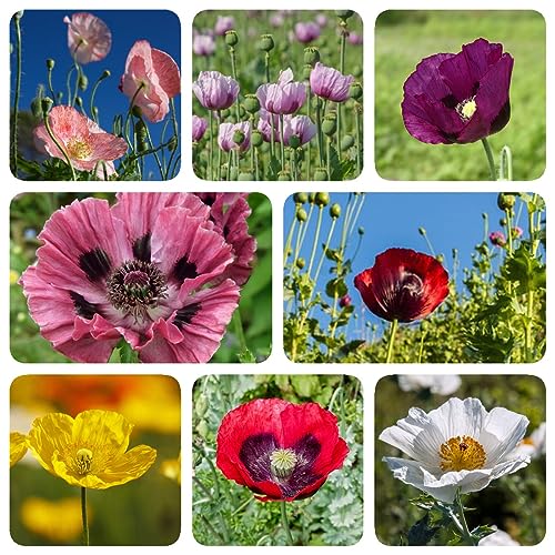 50 Pcs Papaver Somniferum, Blumensamen Balkon Gärtner Geschenke Blumen Samen, Zimmerpflanzen Samen Pflanzen Für Draußen Winterhart Bienenwohl Blumenwiese Samen Gartenpflanzen Winterhart von Generic