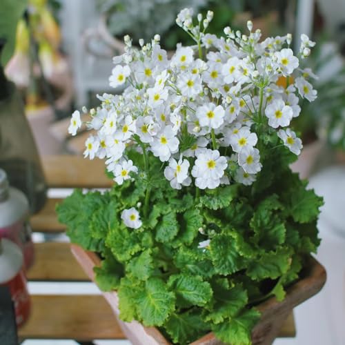 50 Pcs Primula Sieboldii Samen - Bodendecker, Winterharte Blumen Blumensamen Gastgeschenk Wildblumensamen Mehrjährig Winterhart, Gartendeko Für Draußen Winterharte Kübelpflanzen Zimmerpflanzen von Generic