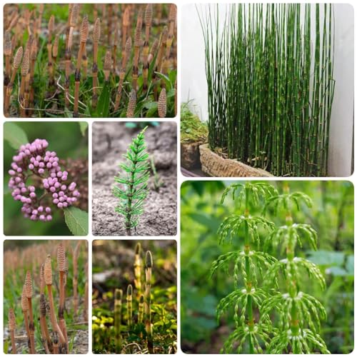 50 Pcs Winterschachtelhalm Pflanze Samen - Equisetum Hyemale - Winterharte Pflanzen Bio Samen Indoor Plants, Wildkräuter Samen Ziergras Teichpflanzen Samen, Schnellwachsende Sträucher von Generic