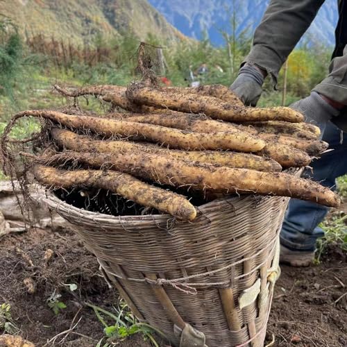 50 Pcs Yamswurzel Bio Samen - Gemüsesamen, Saatgut Alte Sorten Yam Yams Samen - Dioscorea Opposita - Gartenpflanzen Winterhart Mehrjährig, Gemüse Anzucht Hochbeete Für Garten, Wintergemüse von Generic