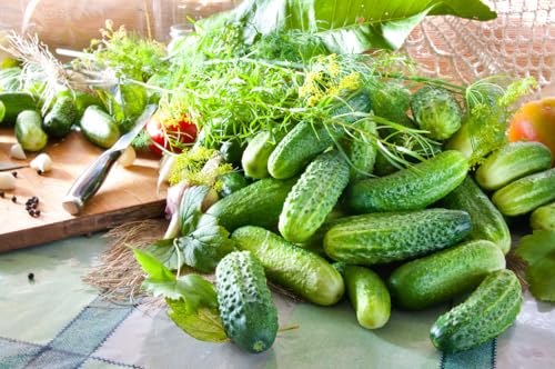 50 Samen Gurke Cornichon Vert de Paris Grüne Einlegegurke Garten Gemüse Seeds 50 Samen Gurke Cornichon Vert de Paris Grüne Einlegegurke Garten Gemüse Seeds von Generic