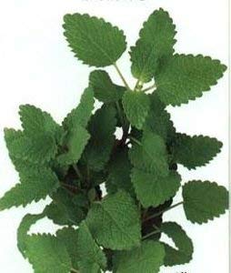 50 Semi di Citronella Balm IP184 (Melissa Officinalis Citronella):Seeds Only von Generic