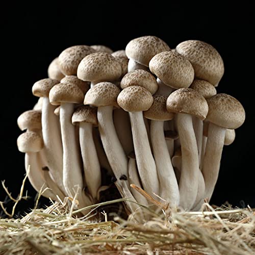50 Stück pilze züchten samen mushroom fungi pilz - Seltene Pflanzenserie - zimmergewächshaus anzucht pflanzendeko urban gardening bio aussaat nachhaltiges geschenk pflanzen samen indoor von Generic