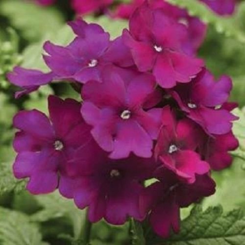 50 Verbena Quartz XP Purple Verbena Seeds : Seeds Only 50 Verbena Quartz XP Purple Verbena Seeds : Seeds Only von Generic