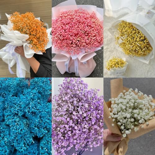 50 pcs Schleierkraut Samen Mehrjährig Balkon Blumen, Ostern Geschenke Schleierkraut Samen Winterhart - Wildblumen Samen, Ausgefallene Geschenke Saatgut Blumenbeet, Exotische Pflanzen von Generic