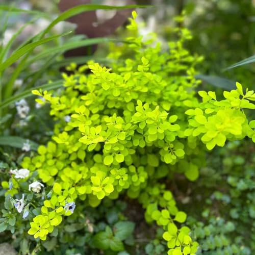 50 pcs berberitze pflanze kaufen samen, berberitzen, winterharte stauden mehrjährig, steingarten pflanzen (Berberis thunbergii) garten geschenk, bio saatgut bonsai, bodendecker samen von Generic