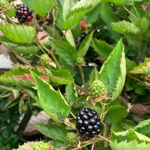 50 pcs brombeeren pflanzen winterhart samen, exotische früchte, hochbeet balkon brombeere samen - Rubus fruticosus - extrem winterharte kübelpflanzen, geschenke für gartenfreunde winterharte von Generic