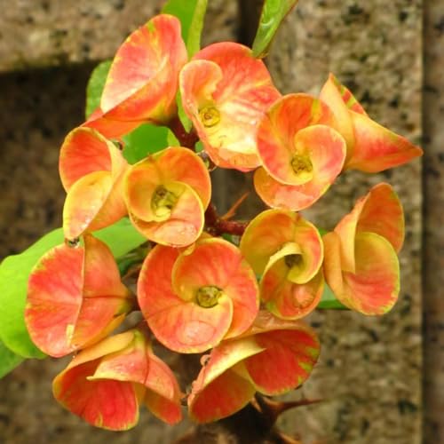 50 pcs christusdorn samen - Euphorbia milii - blumen pflanzen, ausgefallene geschenke christusdorn pflanze kaufen bonsai, pflanzen samen indoor kräuterbeet, alte sorten saatgut samen von Generic