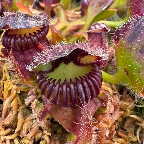 50 pcs fleischfressende pflanzen zwergkrug samen, garten geschenk, balkon beet (Cephalotus follicularis) kübelpflanzen winterhart, garten-geschenke stauden winterhart mehrjährig, zimmerpflanzen von Generic