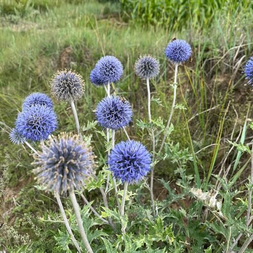 50 pcs kugeldistel samen - Echinops ritro - blumen samen, plants kugeldistel pflanze winterhart bienenweide saatgut, pflanzen garten blumensamen bienenwiese, mini gewächshaus fensterbank von Generic