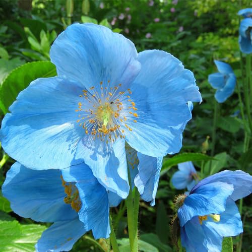 500 Pcs Klatschmohn Samen - Zimmerpflanzen Samen, Kletterpflanzen Winterhart Klatschmohn Pflanzen Samen, Gartendeko Für Draußen Exotische Pflanzen Winterhart Wildblumensamen Mehrjährig von Generic