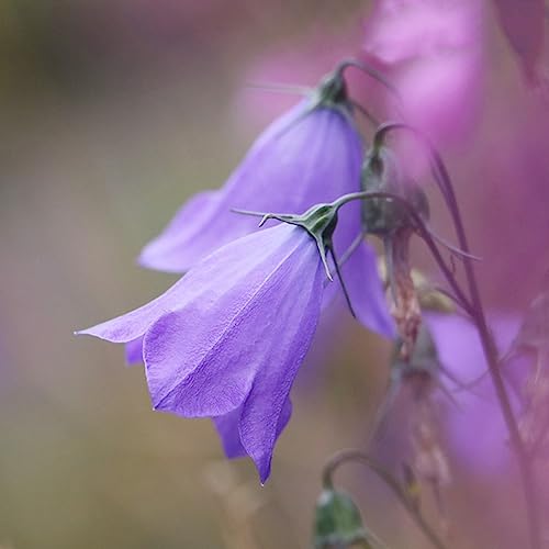 500 Stücke Glockenblume Samen Mehrjährig, Blumen Für Balkon, Zimmerpflanzen Bio Saatgut (Campanula Medium) Geschenk Garten, Kletterpflanzen Winterhart Blumen Deko, Winterharte Pflanzen von Generic