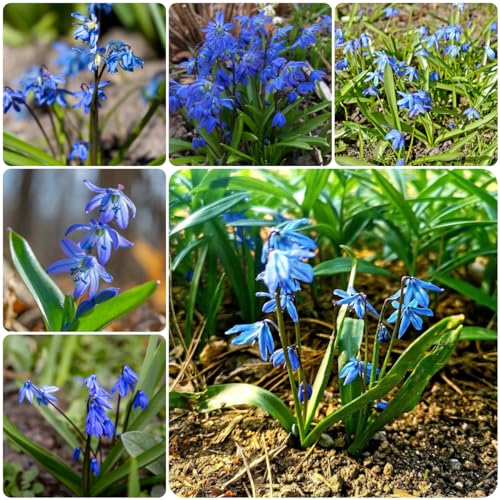 500 pcs blausternchen samen, sibirischer blaustern, blumensaat, pflanzen für garten (Scilla siberica) samen blumen, kübelpflanzen pflanzen balkon, kübelpflanzen winterhart garten, von Generic