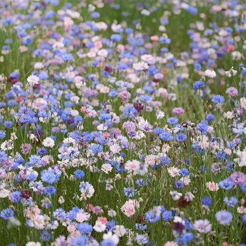 500 pcs kornblumen samen mehrjährig, balkonpflanzen, alte sorten saatgut (Centaurea cyanus) bienenweide, topfpflanzen für draußen garten pflanzen, steingarten pflanzen stauden, samen von Generic