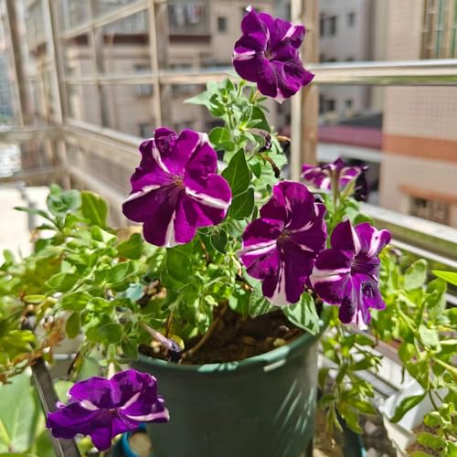 500 pcs petunien samen hängend, blumenwiese, topfpflanzen echt petuniensamen, Petunie Petunia hybrida, gartengeschenke, blumen garten blumensamen bienenwiese, mini gewächshaus fensterbank von Generic