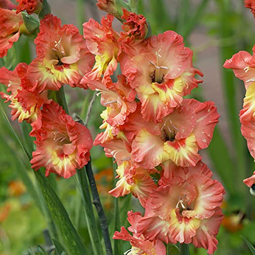 6 gladiolen zwiebeln frisch bodendecker blumenzwiebeln mehrjährig winterhart gladiolenzwiebeln gartenblumen gartendeko für draußen blumenzwiebeln frühblüher winterharte kübelpflanzen von Generic