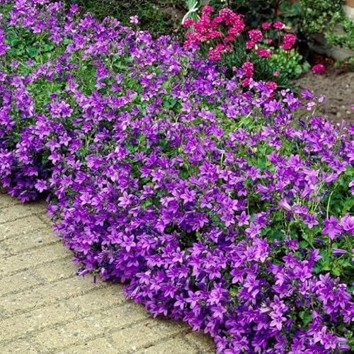 6 x Campanula portenschlagiana - Polster-Glockenblume in 9x9cm Topf von Generic