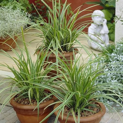 6 x Carex morrowii 'Ice Dance' - Weißrandige Japan-Segge in 9x9cm Topf 6 x Carex morrowii 'Ice Dance' - Weißrandige Japan-Segge in 9x9cm Topf von Generic