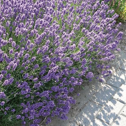 6 x Lavendel Dwarf Blue – Lavandula angustifolia 'Dwarf Blue' – Winterharte Duftpflanze im 9x9 cm Topf (5-10 cm Höhe) – Mehrjährig & Bienenfreundlich von Generic