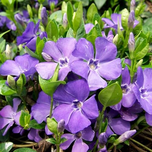 6 x Vinca minor - Kleines Immergrün in 9x9cm Topf 6 x Vinca minor - Kleines Immergrün in 9x9cm Topf von Generic