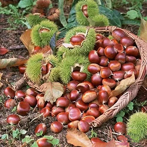 60 Stück esskastanienbaum kaufen samen esskastanie pflanze Edelkastanie - Seltene Pflanzen serie - nuss topfpflanzen ingarden gärtnern balkonpflanzen baumsamen zimmerpflanzen von Generic