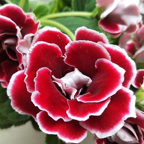 60 pcs Gloxinie samen - blumen deko robuste balkonpflanzen winterhart,Sinningia speciosa, bonsai topf hochbeet für balkon bloom winterharte stauden bienenweide saatgut wildblumensamen von Generic