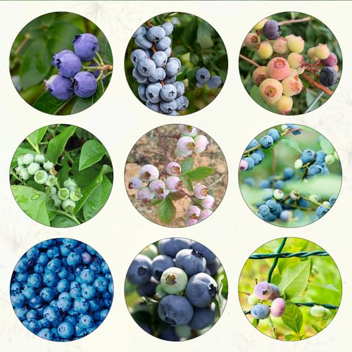 600 pcs heidelbeeren samen bio exotische früchte grünpflanzen heidelbeere, bäume kaufen nachhaltige geschenke für frauen bäume garten winterhart pflanze obstbäume kaufen zimmerpflanze von Generic