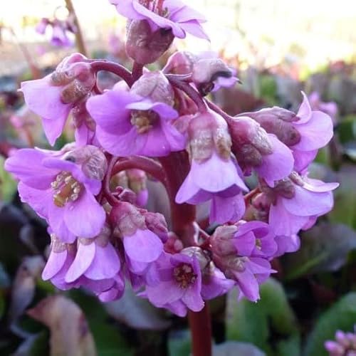 6x Altai Bergenie - Bergenia cordifolia ‘Purpurea’ - Topf 9x9cm 6x Altai Bergenie - Bergenia cordifolia ‘Purpurea’ - Topf 9x9cm von Generic