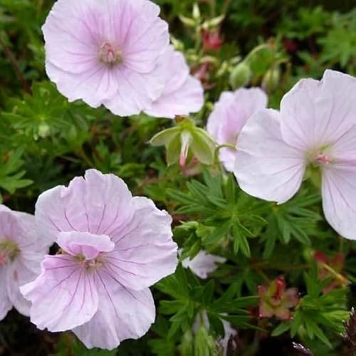6x Blut Storchschnabel 'Apfelblüte' - Geranium sanguineum ‘Apfelblüte’ - Topf 9x9cm 6x Blut Storchschnabel 'Apfelblüte' - Geranium sanguineum ‘Apfelblüte’ - Topf 9x9cm von Generic