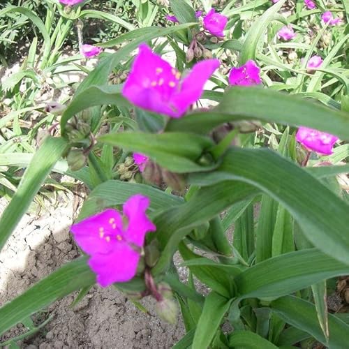 6x Dreimasterblume 'Karminglut' - Tradescantia (A) ‘Karminglut’ - Topf 9x9cm von Generic